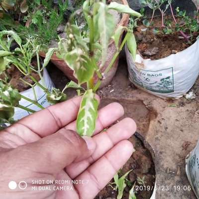 Sulfur Deficiency - Capsicum & Chilli