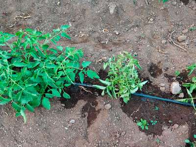 Boron Deficiency - Tomato