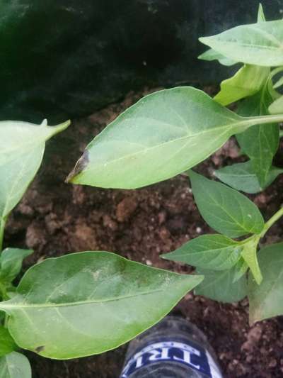 Potassium Deficiency - Capsicum & Chilli