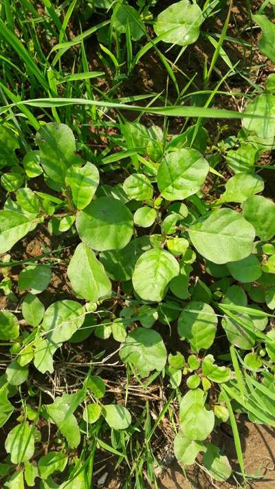 Myrothecium Leaf Spot - Brinjal