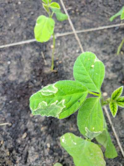 Leaf Miner Flies - Soybean