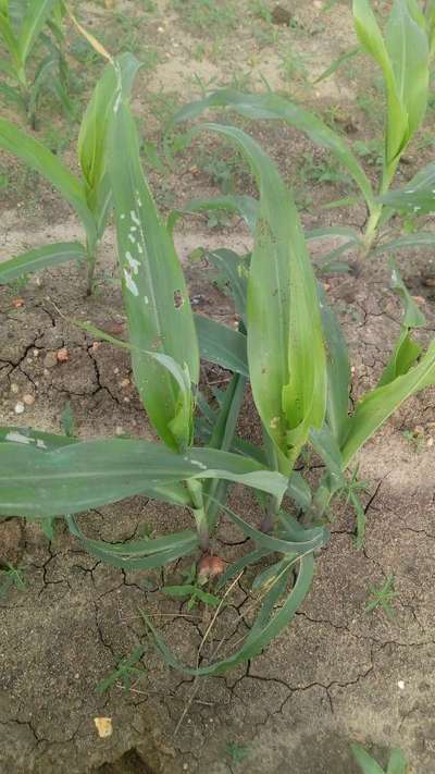 ಬೀನ್ ಎಲೆಯ ವೆಬ್ಬರ್ - ಮೆಕ್ಕೆ ಜೋಳ