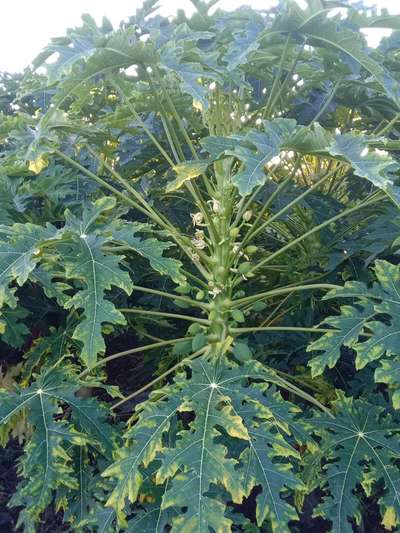 Potassium Deficiency - Papaya