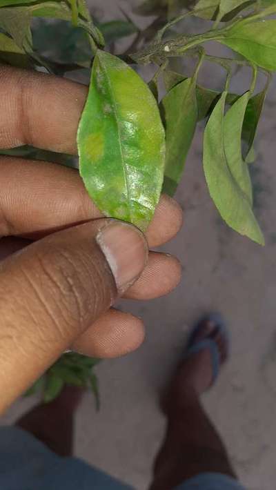 Powdery Mildew - Citrus