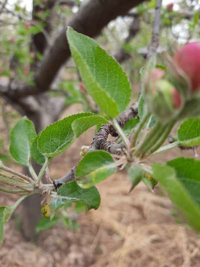 Apple Mosaic Virus - Apple