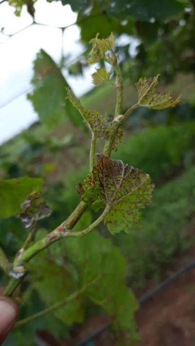 ದ್ರಾಕ್ಷಿಯ ಬೂದಿ ರೋಗ ( ಪೌಡರಿ ಮಿಲ್ಡ್ಯೂ ) - ದ್ರಾಕ್ಷಿ