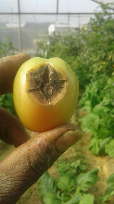 Botrytis Blight - Tomato