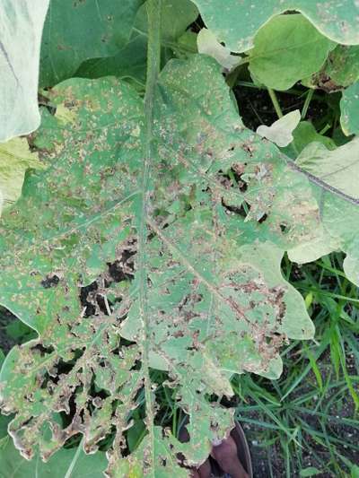 Flea Beetles - Brinjal