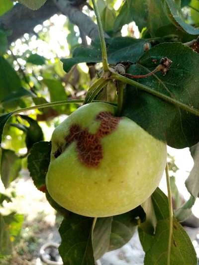 Apple Scab - Apple