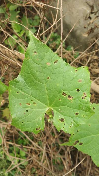 Cucumber Beetle - Cucumber