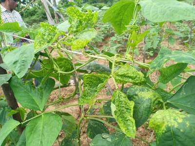 Bean Yellow Mosaic Virus - Bean