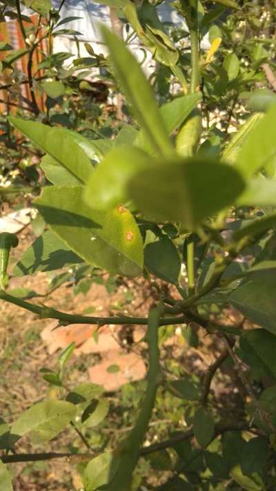 Anthracnose of Lime - Citrus