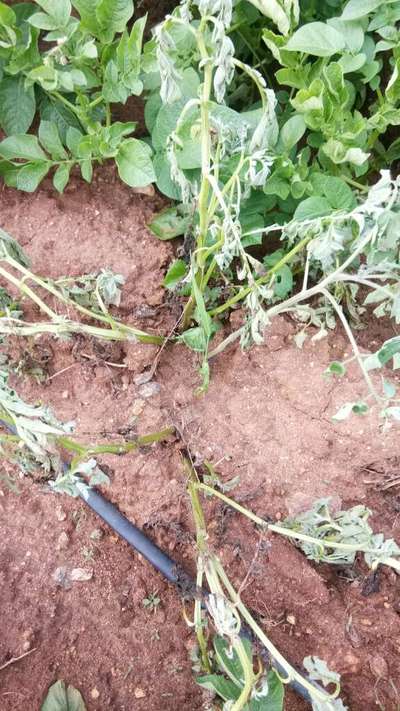 Bacterial Wilt - Potato