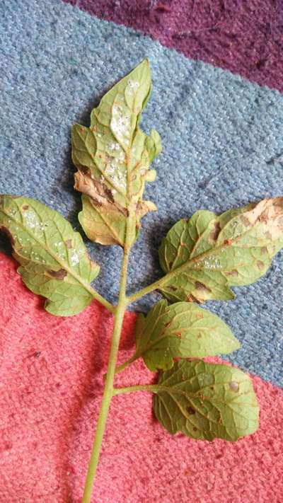 Whiteflies - Tomato