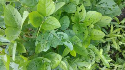 Flea Beetles - Soybean