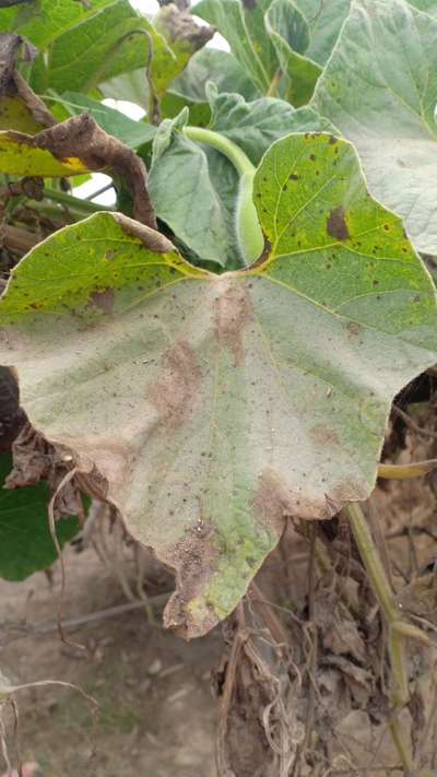 Leaf Blight of Cucurbits - Pumpkin