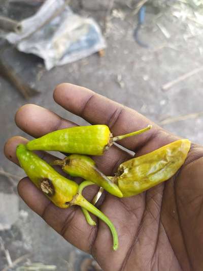 Anthracnose of Pepper - Capsicum & Chilli