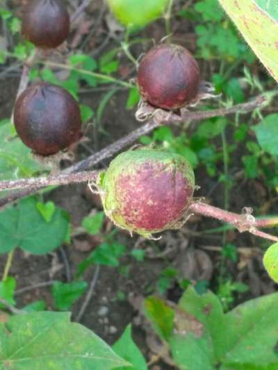 Anthracnose of Cotton - Cotton