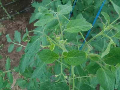 Pesticide Burn - Tomato