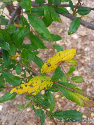 Anthracnose of Pomegranate - Pomegranate