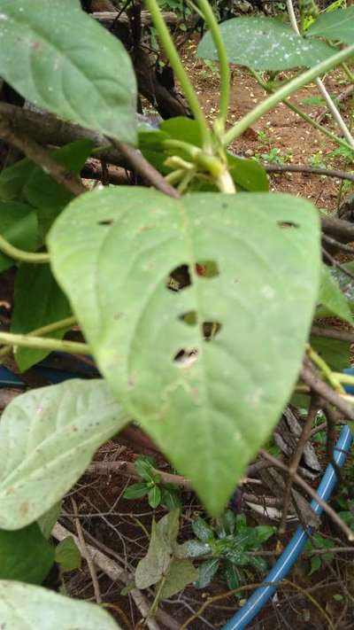 Bean Leaf Beetle - Bean