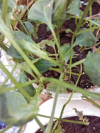 Broad Mite - Capsicum & Chilli