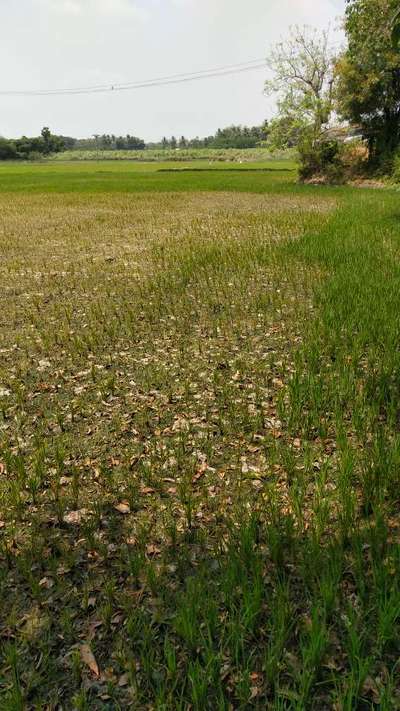 Blast of Rice - Rice