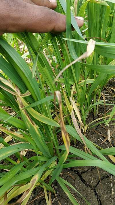 Septoria Tritici Blotch - Wheat