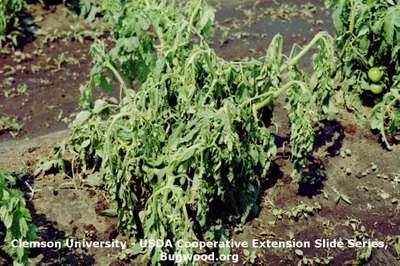 Bacterial Wilt - Tomato