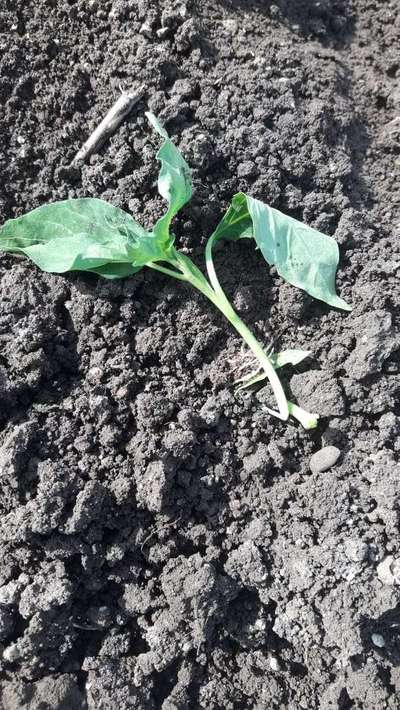 Black Cutworm - Capsicum & Chilli