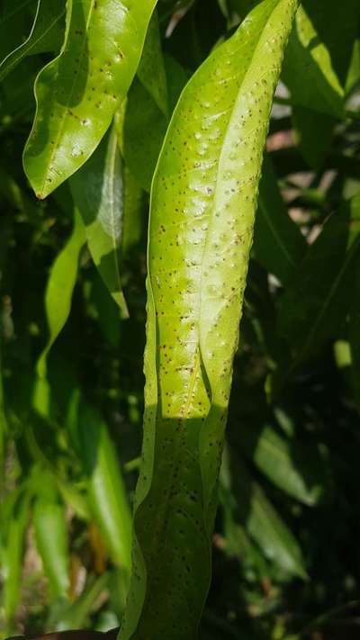 Bacterial Black Spot of Mango - Mango