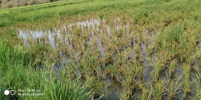 Brown Planthopper - Rice