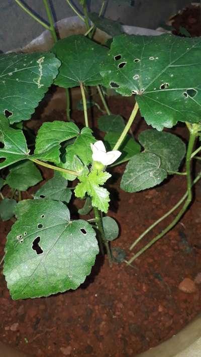 Leaf Miner Flies - Okra