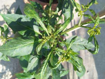 Broad Mite - Capsicum & Chilli