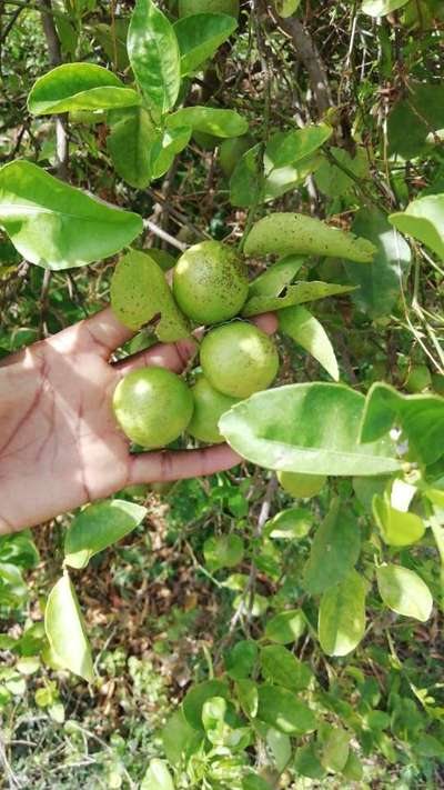 నిమ్మ జాతి లో తుప్పు నల్లి - నిమ్మజాతి