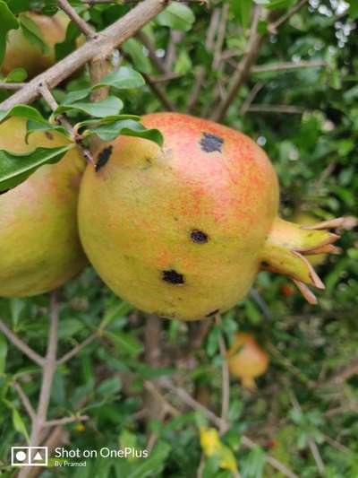 Anthracnose of Pomegranate - Pomegranate