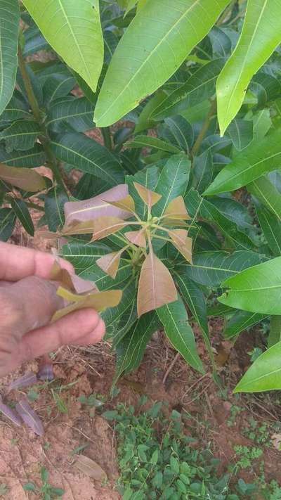 Mango Nut Weevil - Mango