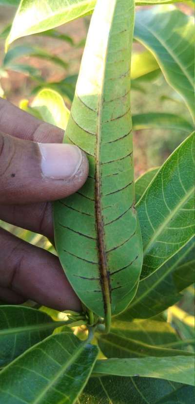 Anthracnose of Papaya and Mango - Mango