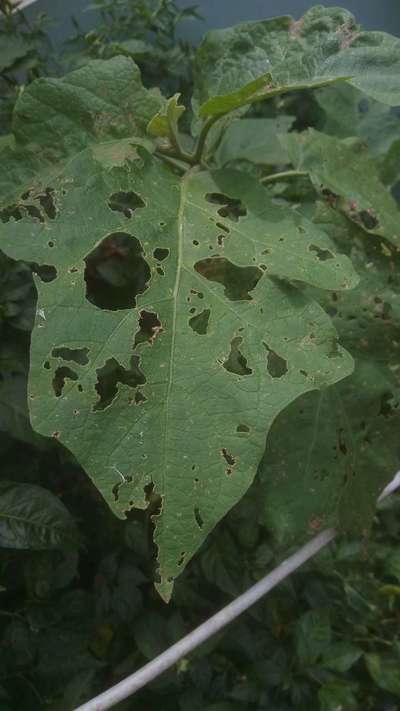 Flea Beetles - Brinjal