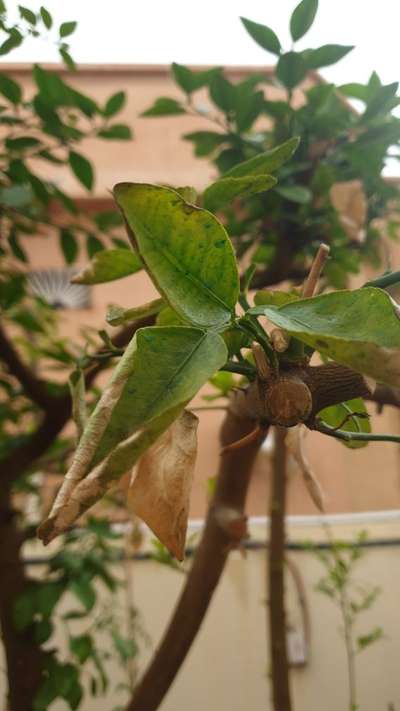 Potassium Deficiency - Citrus