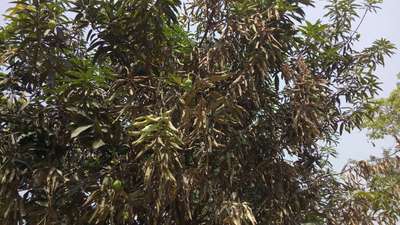 Mango Dieback Disease - Mango