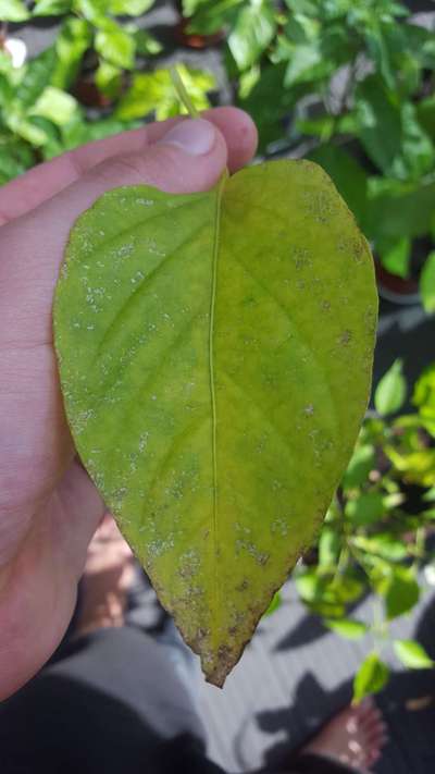 Nitrogen Deficiency - Capsicum & Chilli