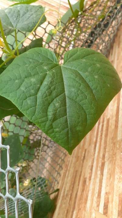 Powdery Mildew - Cucumber