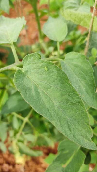 Leafhoppers and Jassids - Tomato