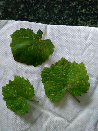 Spider Mites - Grape