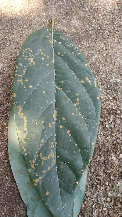 Algal Leaf Spot - Capsicum & Chilli
