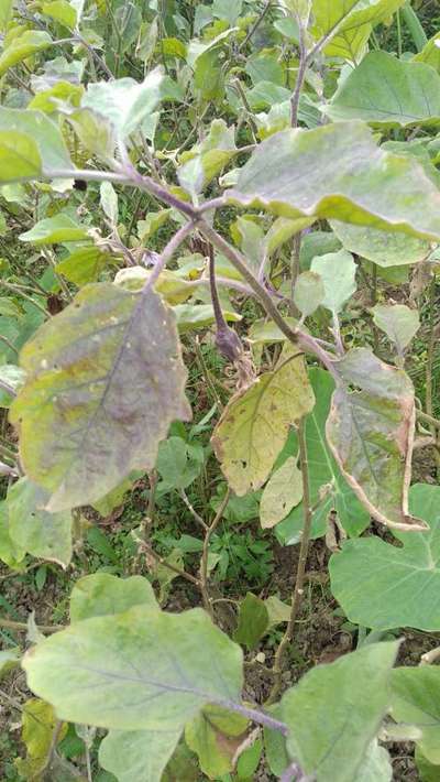 Leafhoppers and Jassids - Brinjal