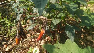 Bacterial Soft Rot of Pepper - Capsicum & Chilli