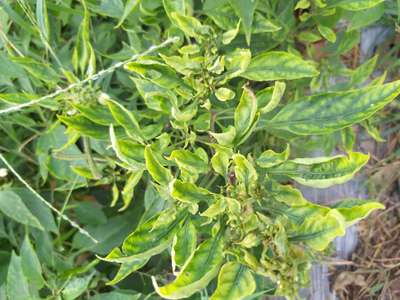 Magnesium Deficiency - Capsicum & Chilli