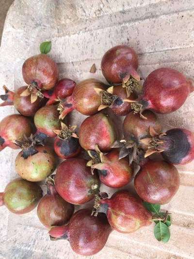 Anthracnose of Pomegranate - Pomegranate